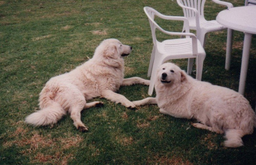 Dante and Chloe – The Maremma Sheepdogs