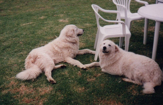 Dante and Chloe – The Maremma Sheepdogs