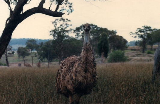 Squeak – The Emu