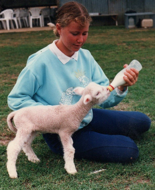Percy and Sam – The Merinos