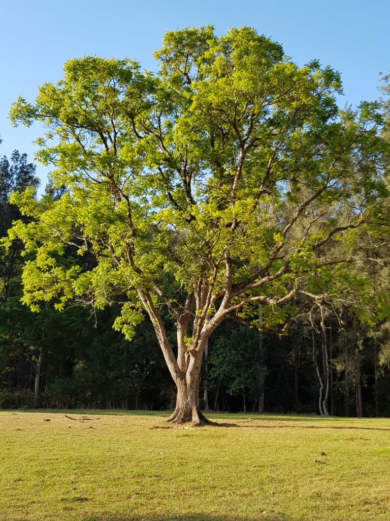 Cedar Trees (Toona Ciliata)